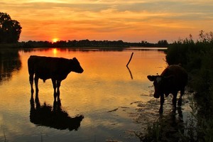 De Liendense Waard-stier