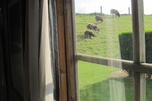 Lekker slapen bij de schapen aan de dijk!